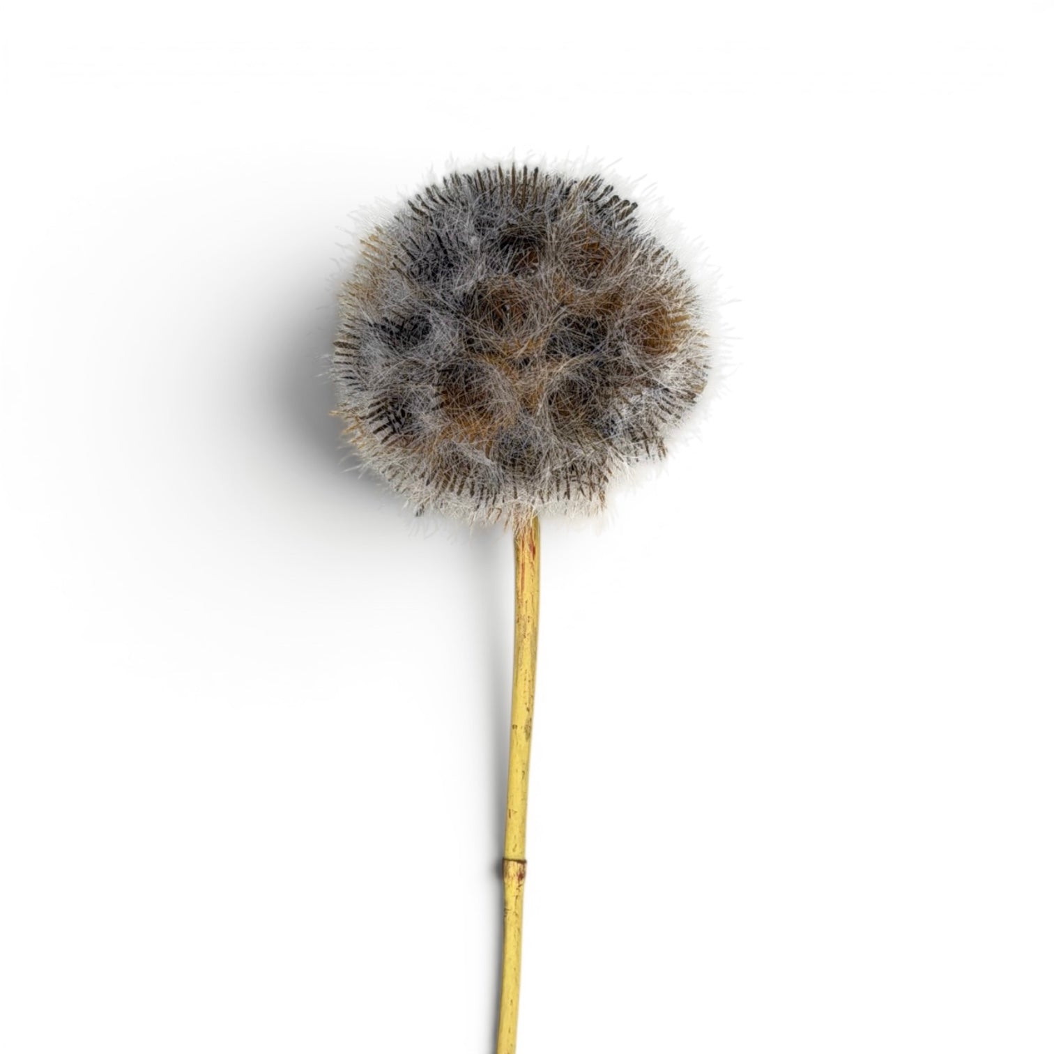 Frosted Dandelion Stem Faux