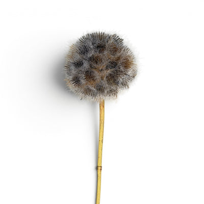 Frosted Dandelion Stem Faux