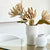 Single Chrysanthemum
