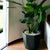 Rekha Mate Black Fiber Clay Planter