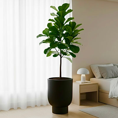 Metropolitan Black Carved Lines Fiber Clay Planter