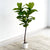 Real Touch Fiddleleaf Faux Tree 4'