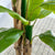 Real Touch Banana Tree 6'