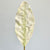 Chrysanthemum Leaf