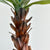 Potted Attenuata Agave