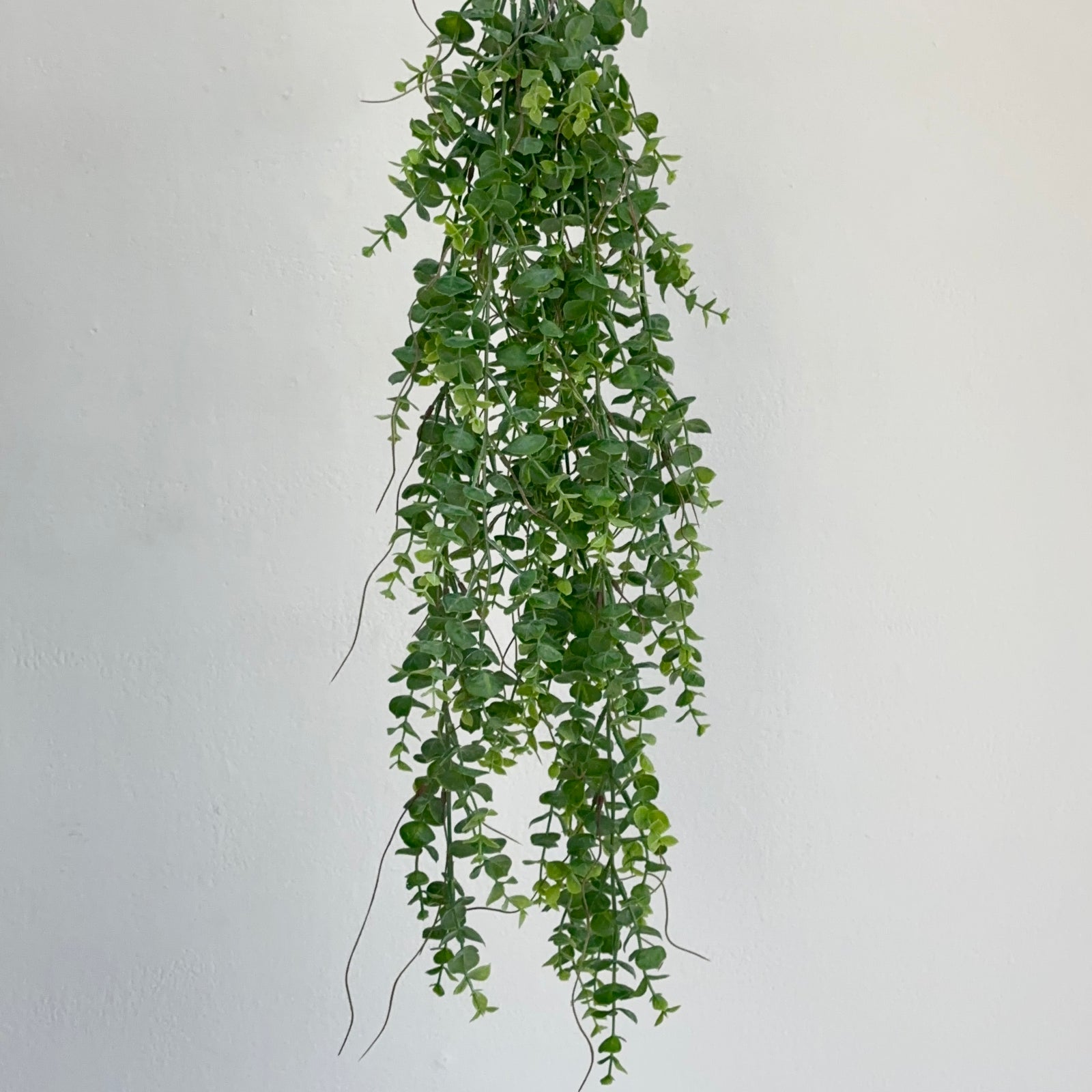 Eucalyptus Hanging Bush