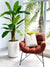 Real Touch Banana Tree 6'