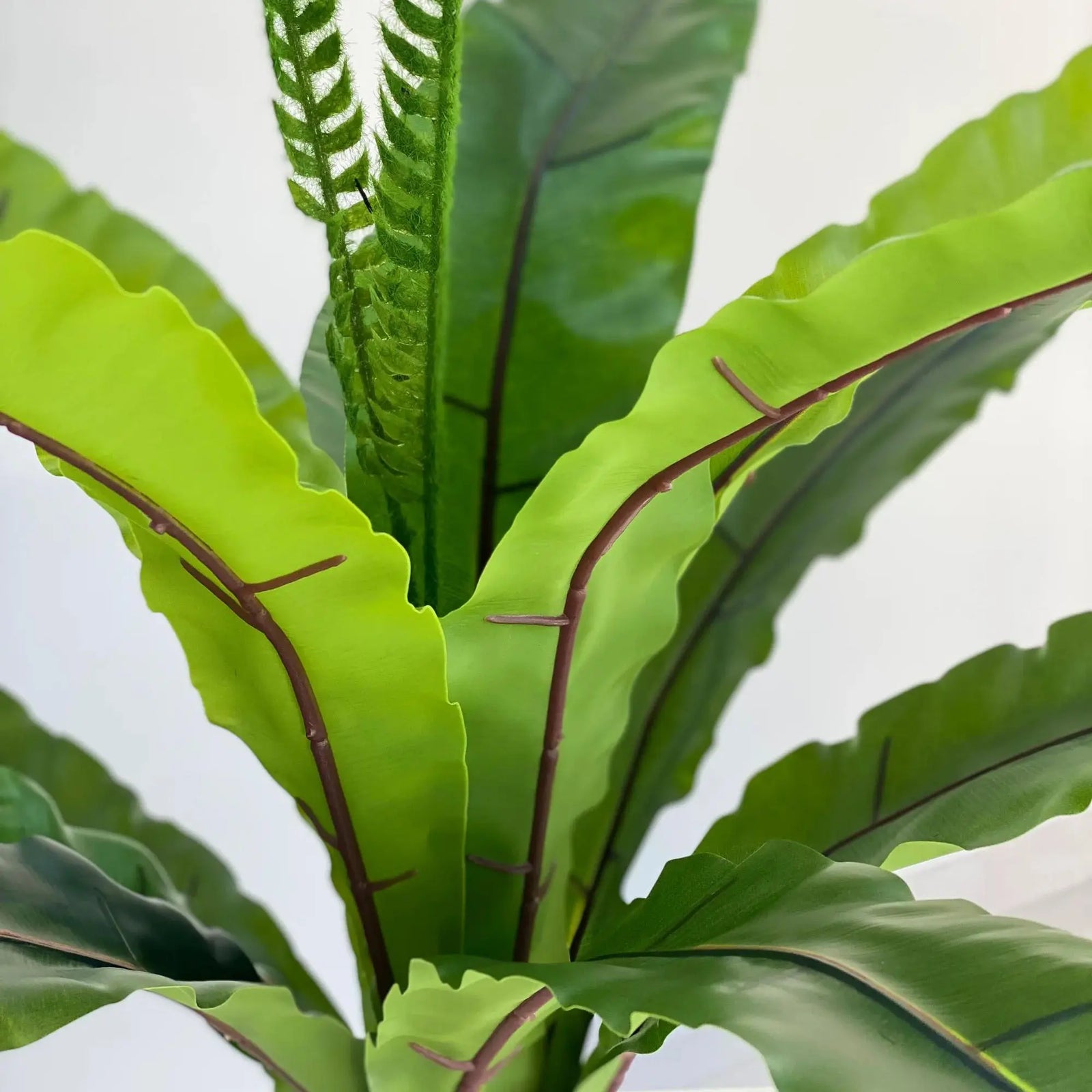 Real Touch Faux Neottopteris