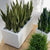 Rectangle Smooth Terrazo Planter