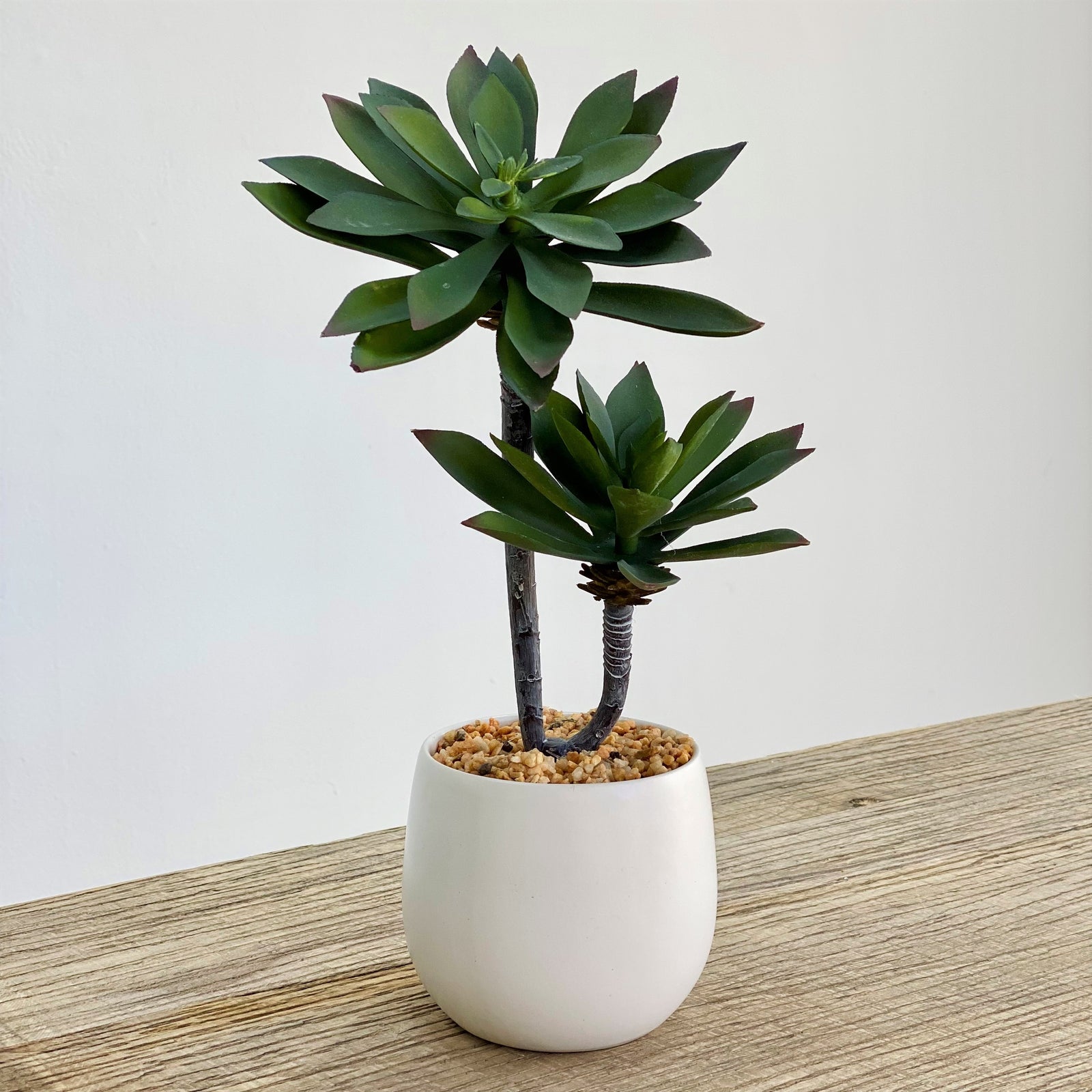 Echeveria Potted Succulent With Stem