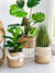 Stylish Seagrass Belly Basket With Macramé Decor