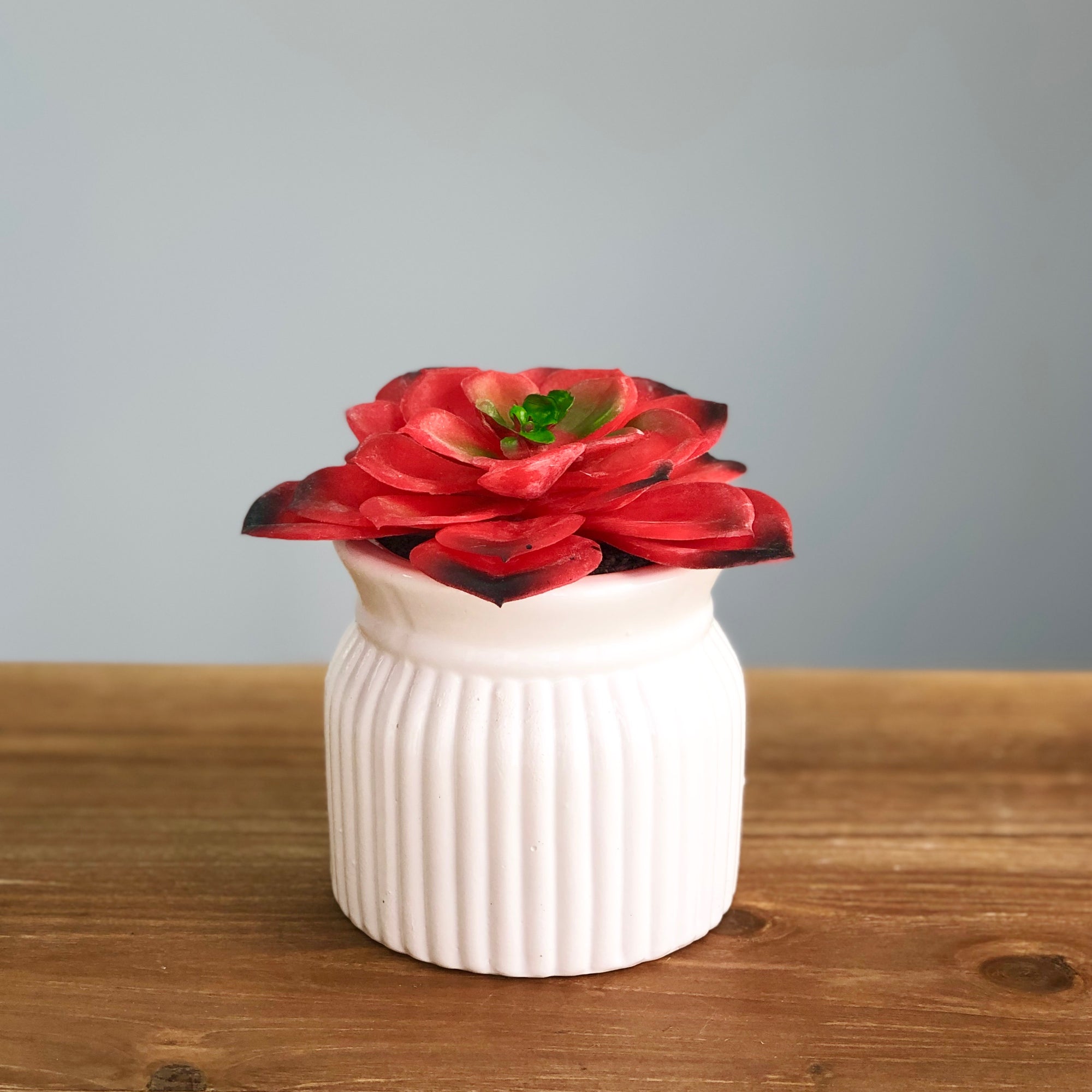 Red Succulent in Ceramic Pot