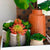 Echeveria Elegans Red Succulent Plant