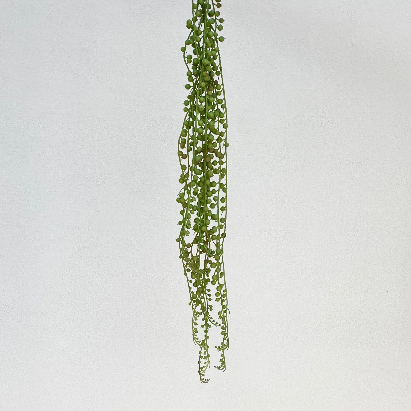 Strings of Pearls Hanging Bush