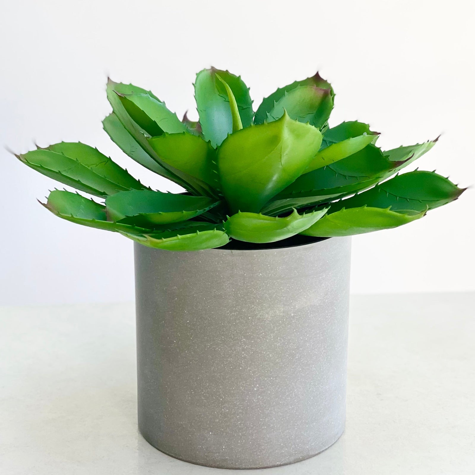 Potted Succulent