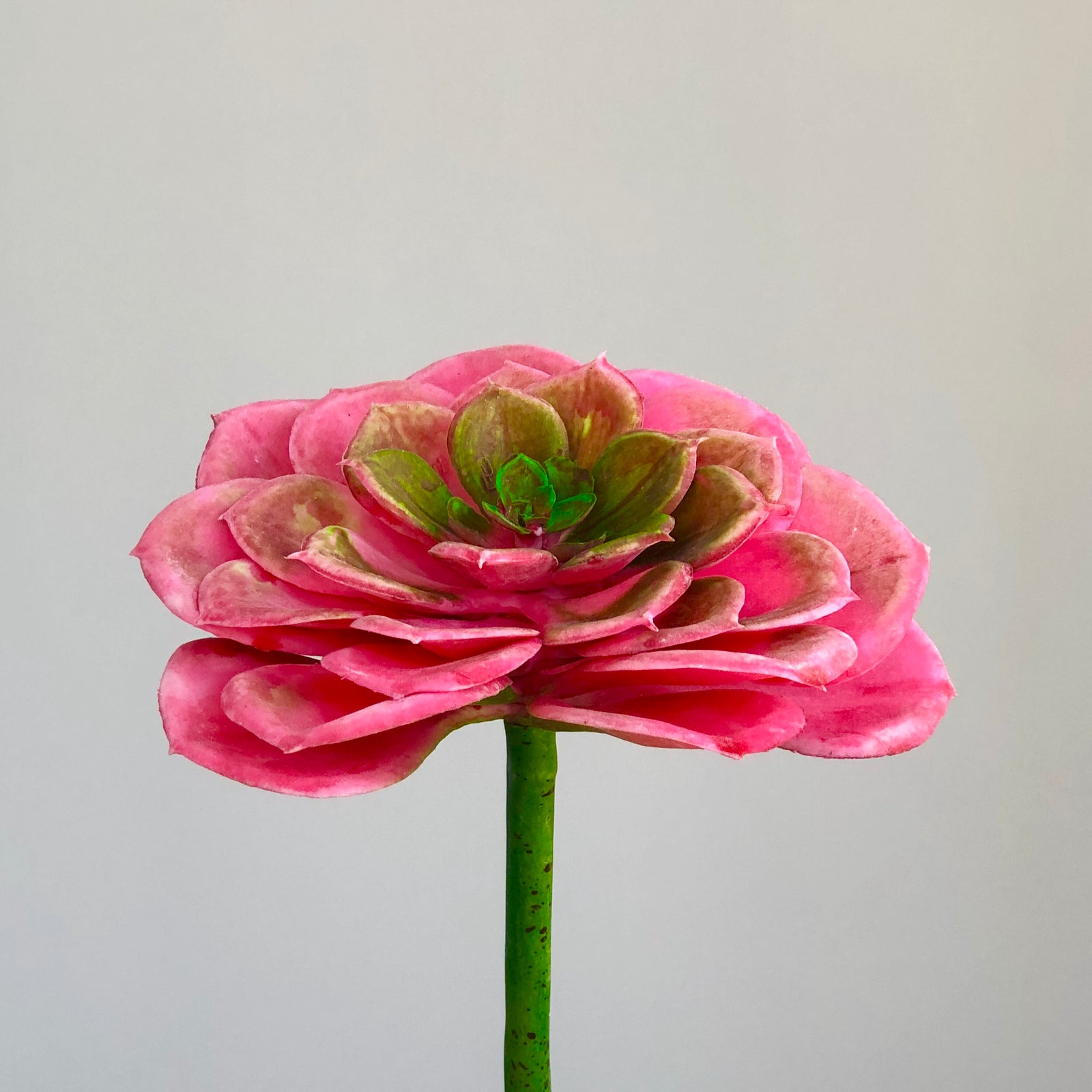 Echeveria Elegance Pink Succulent Plant