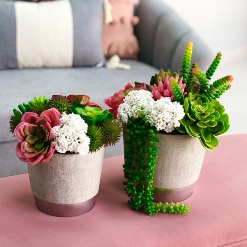 Echeveria Elegance Pink Succulent Plant