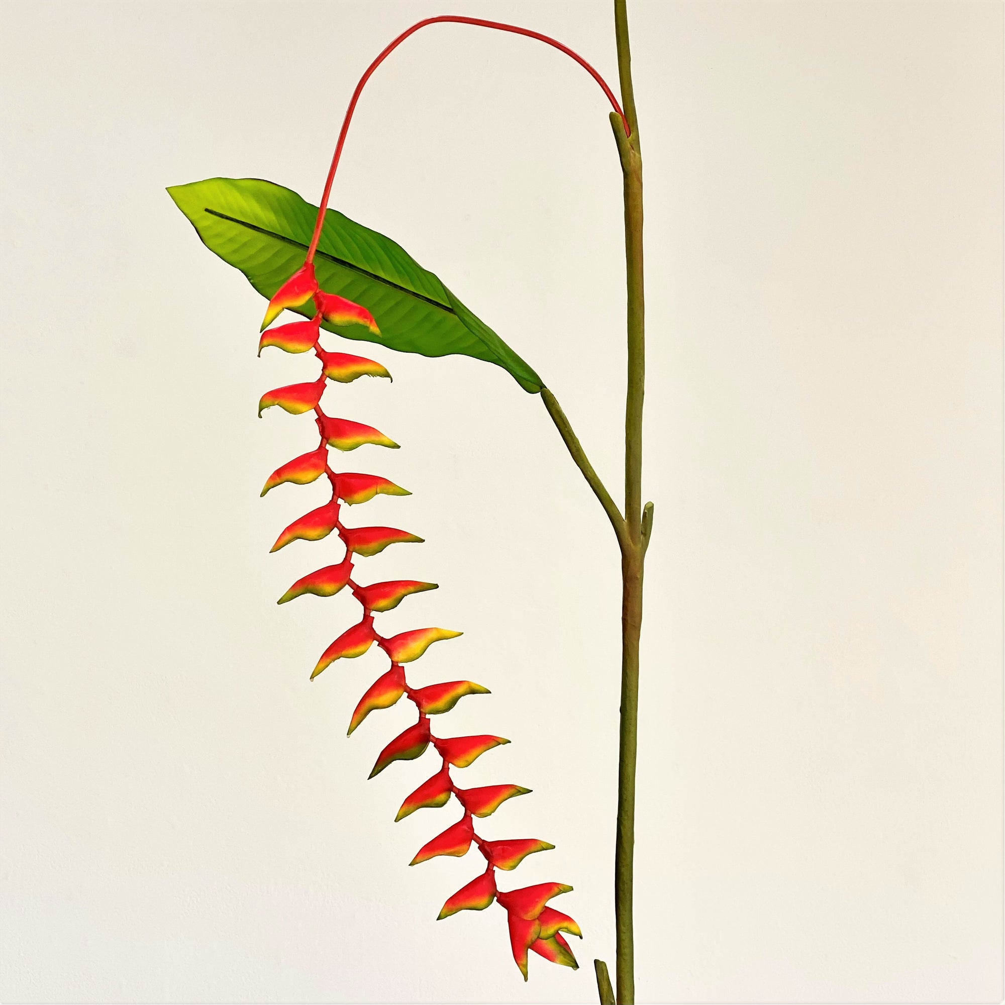 Hanging Heliconia Spray With Leaf