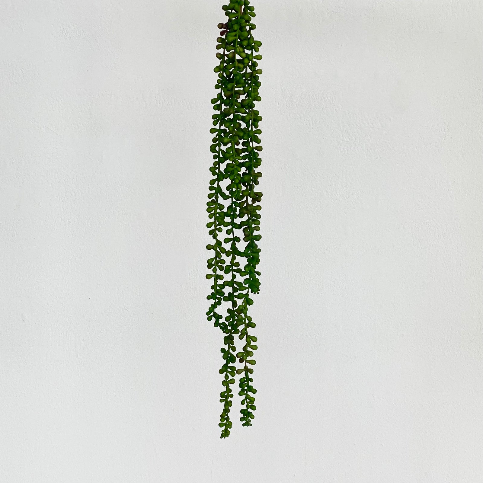 Hanging Trailing Succulent Spike