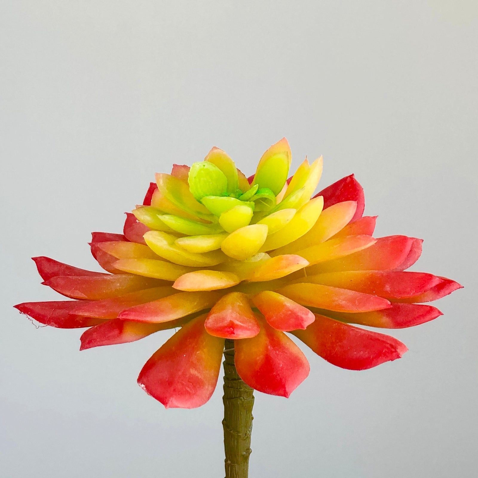 Echeveria Elegans Red Succulent Plant