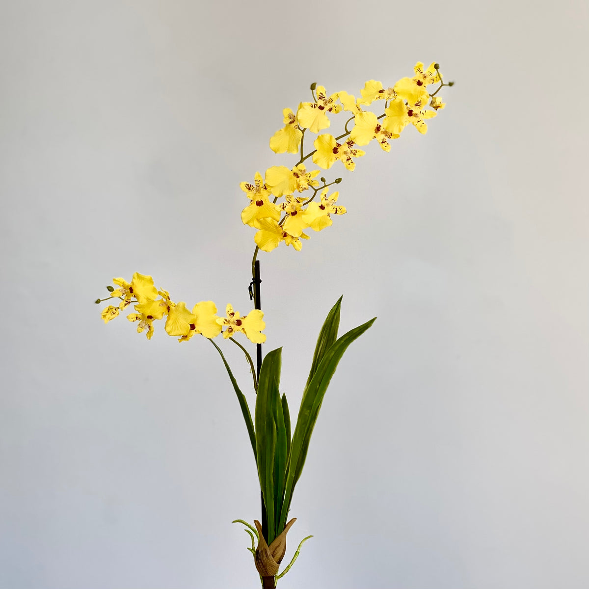 Dancing Yellow Orchid Plant