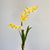 Dancing Yellow Orchid Plant