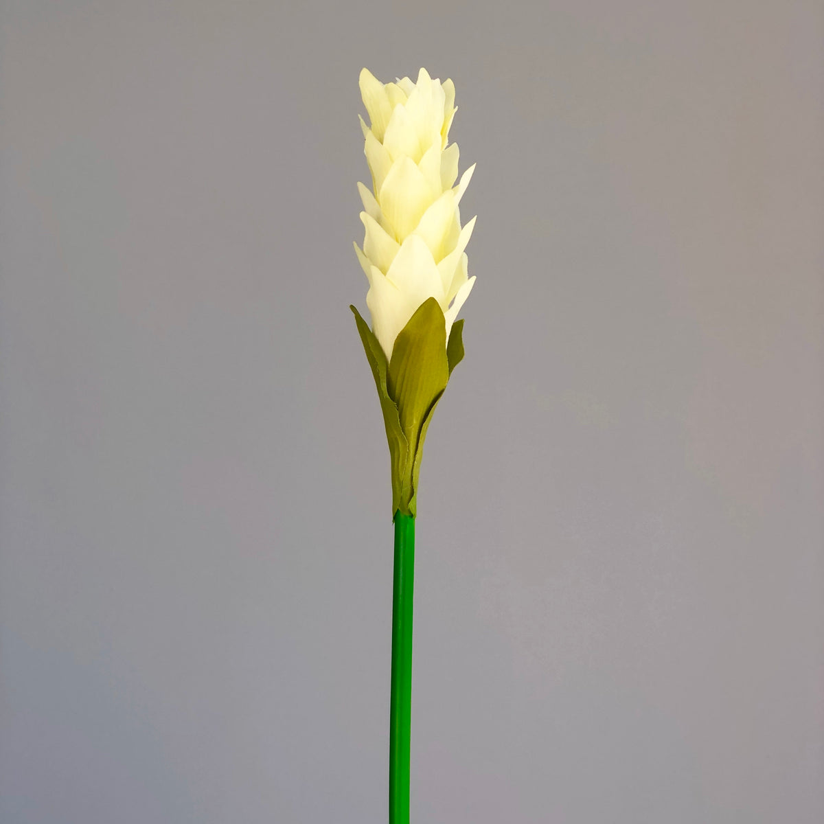 Tropical Ivory Leaf Plant