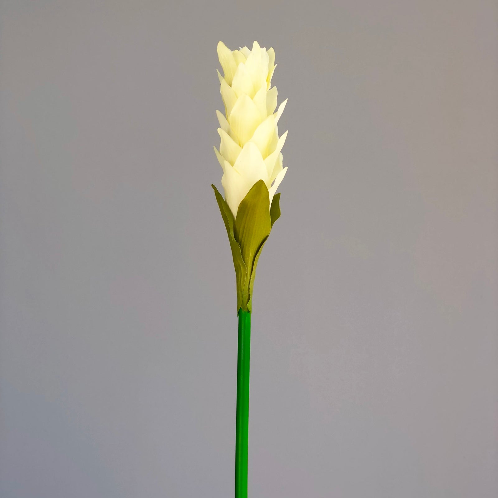 Tropical Ivory Leaf Plant