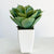 Potted Aloe Potted Succulent