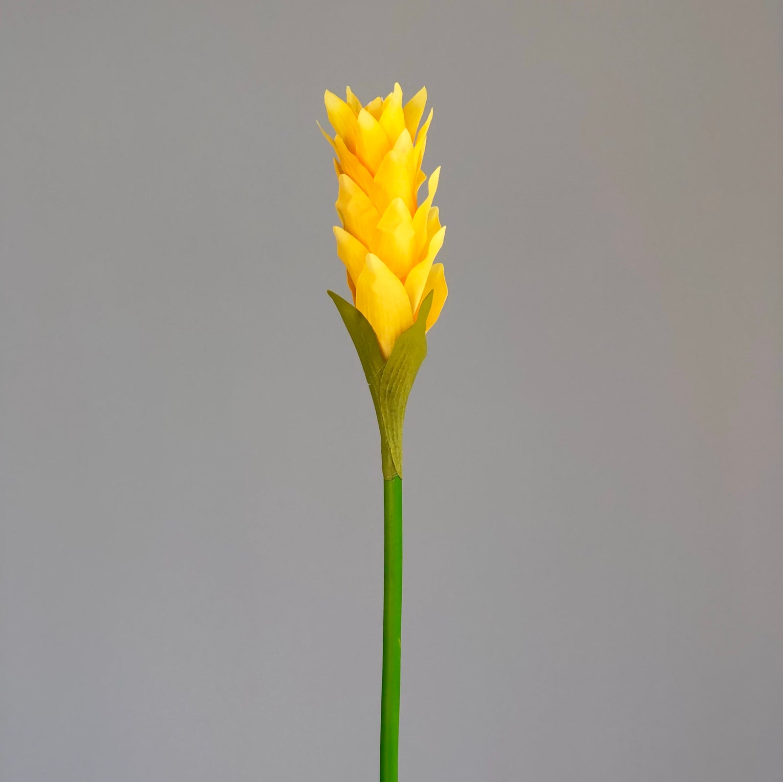 Tropical Yellow Leaf Plant