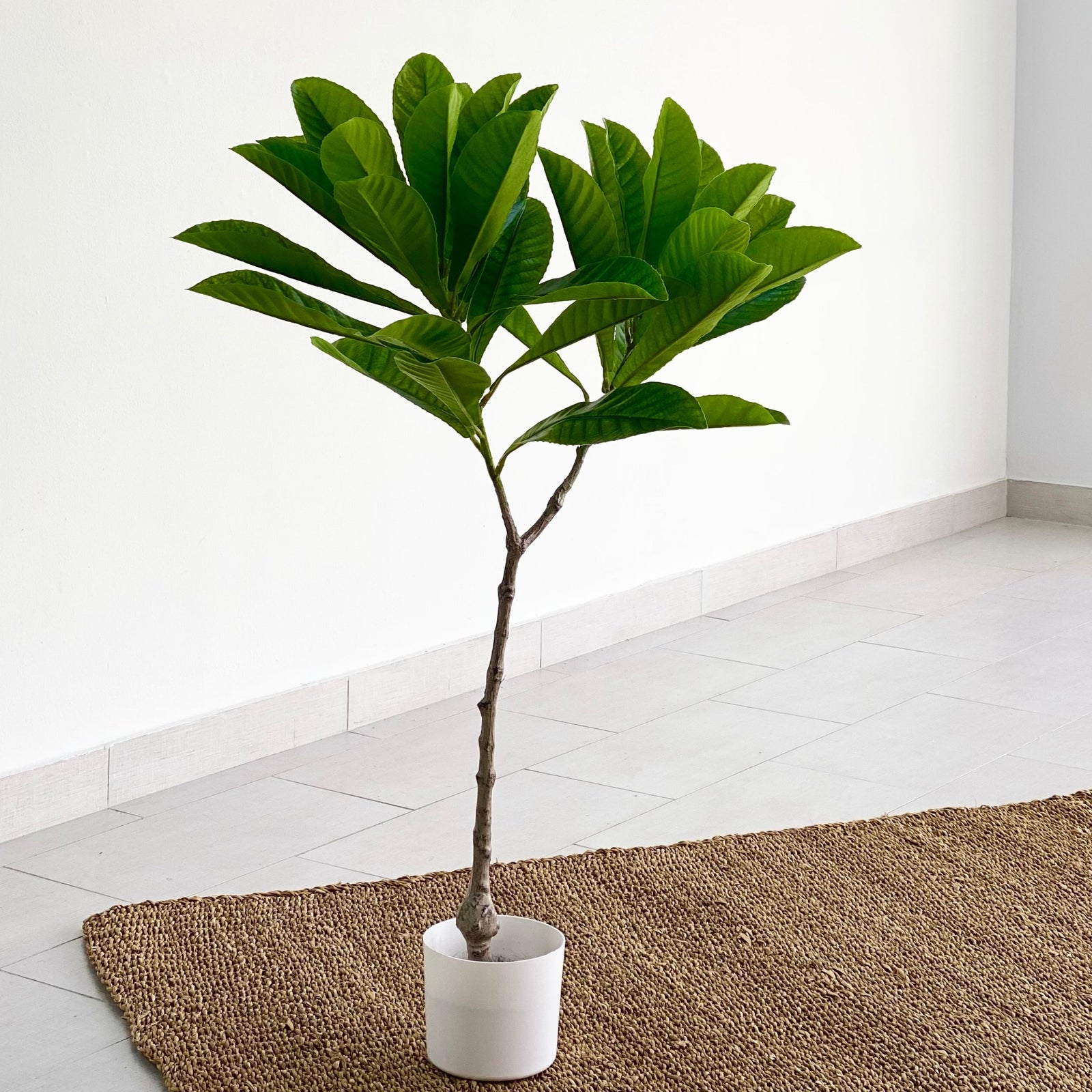 Real Touch Elaeocarpaceae Plumeria Hawaiian Tree