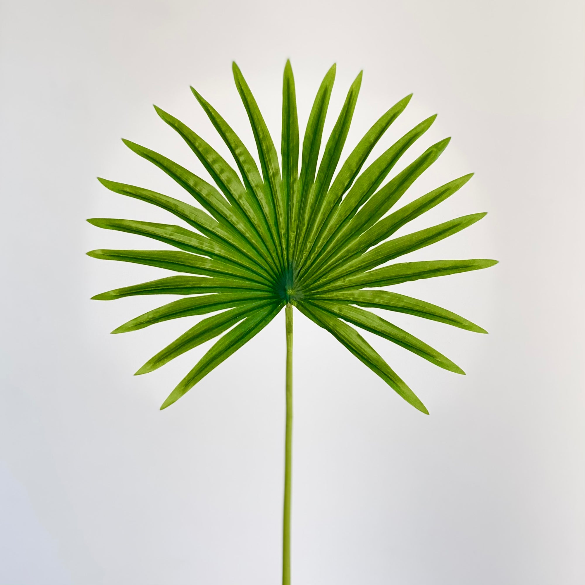 Livistona Faux Leaf