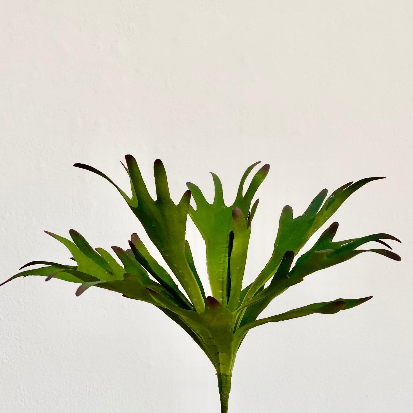 Staghorn Fern Faux Bush