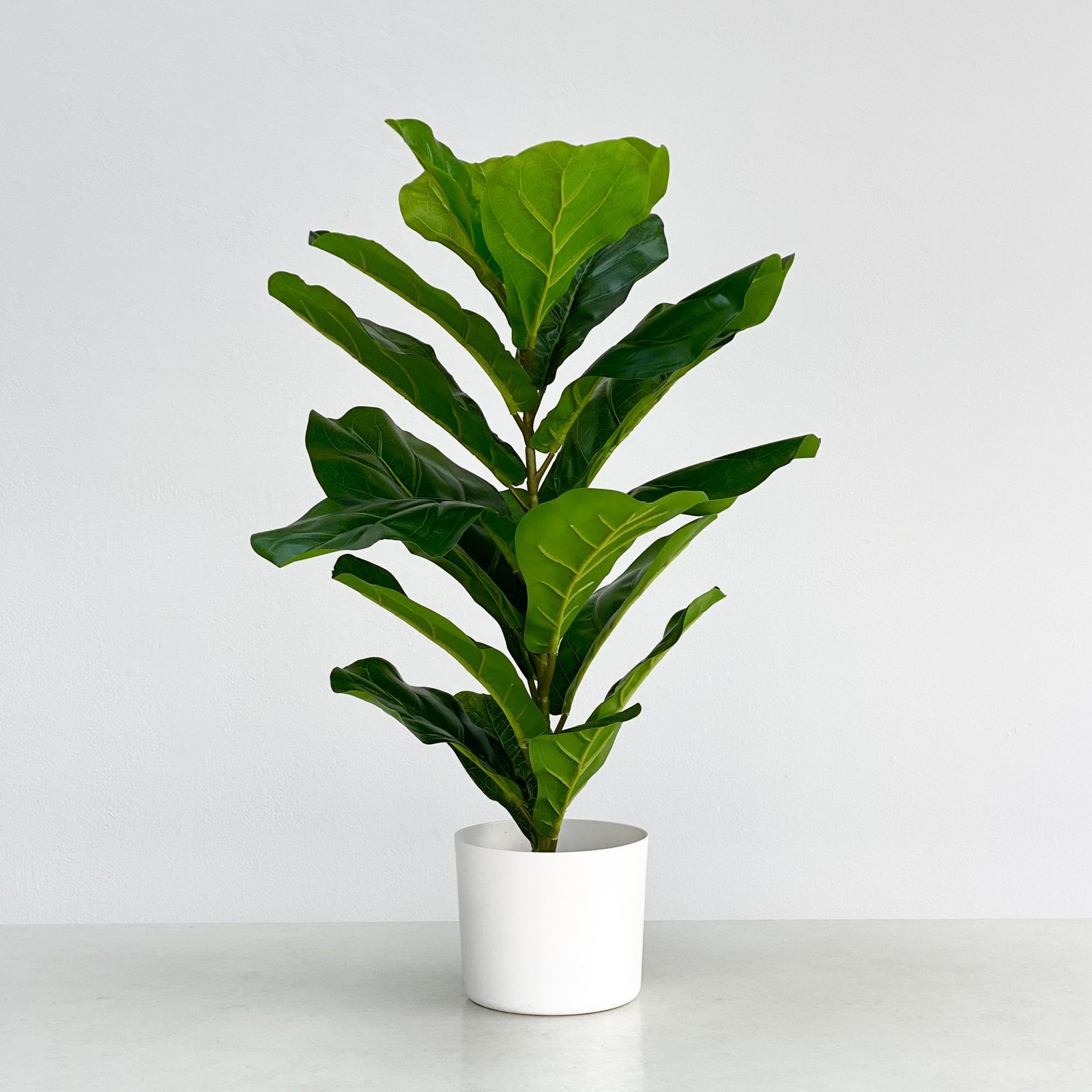 Real Big Touch Fiddleleaf Faux Almendro Tree