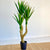 Sword Lily Faux Tree 6'
