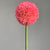 Single Daisy Pink Ball