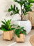 Handcrafted Bamboo Planter