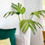 Real Touch Betel-Nut Giant Leaf