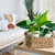 Rattan Baskets