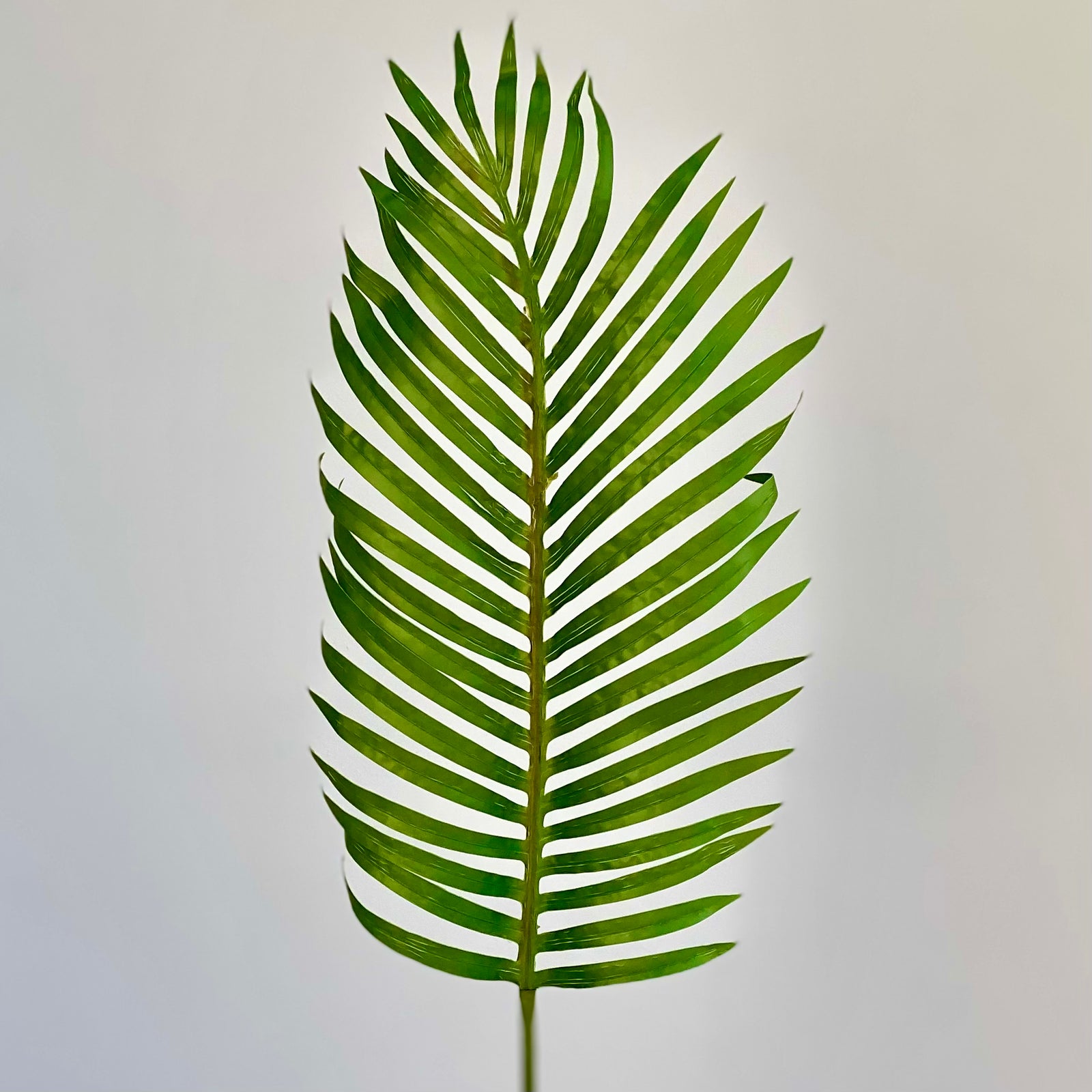 Giant Princess Palm Leaf