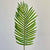 Giant Princess Palm Leaf