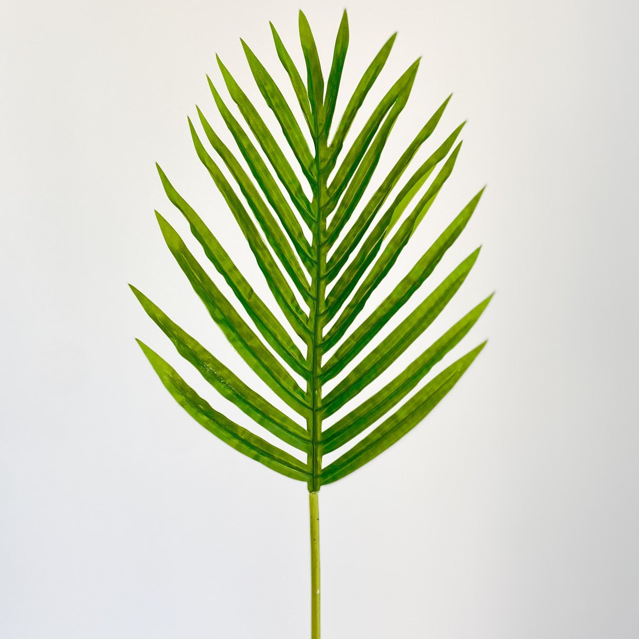 Princess Palm Small Leaf