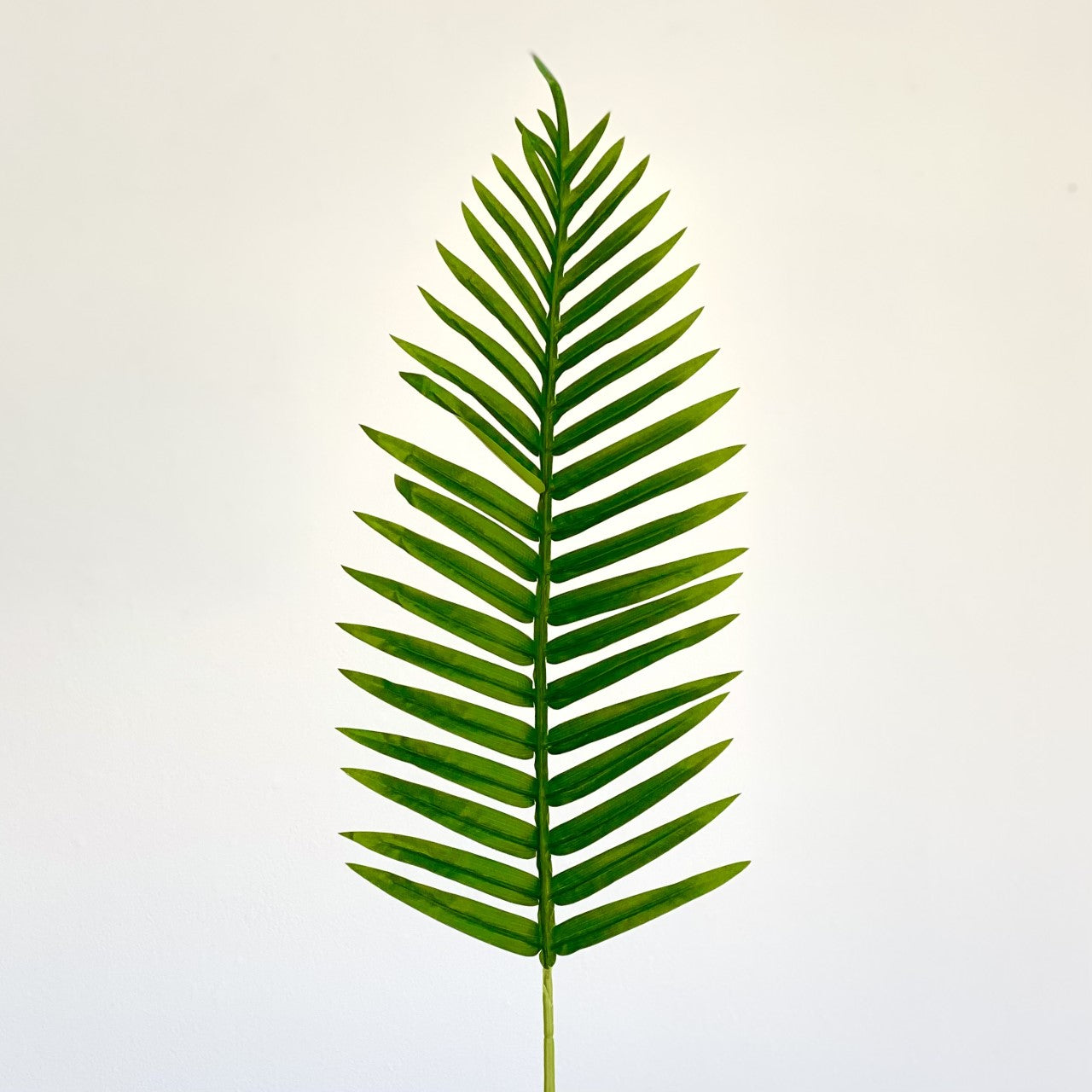 Princess Palm Large Leaf