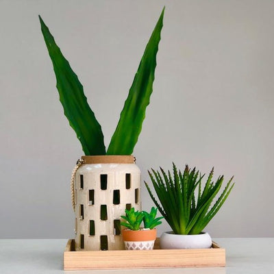 Aloe Green Succulent Long Leaf