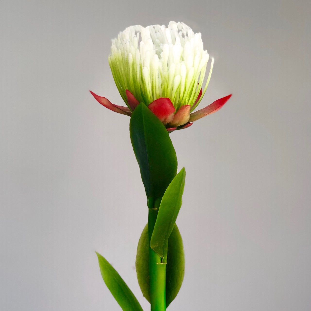 White & Red Lilacs Sylvester Flower